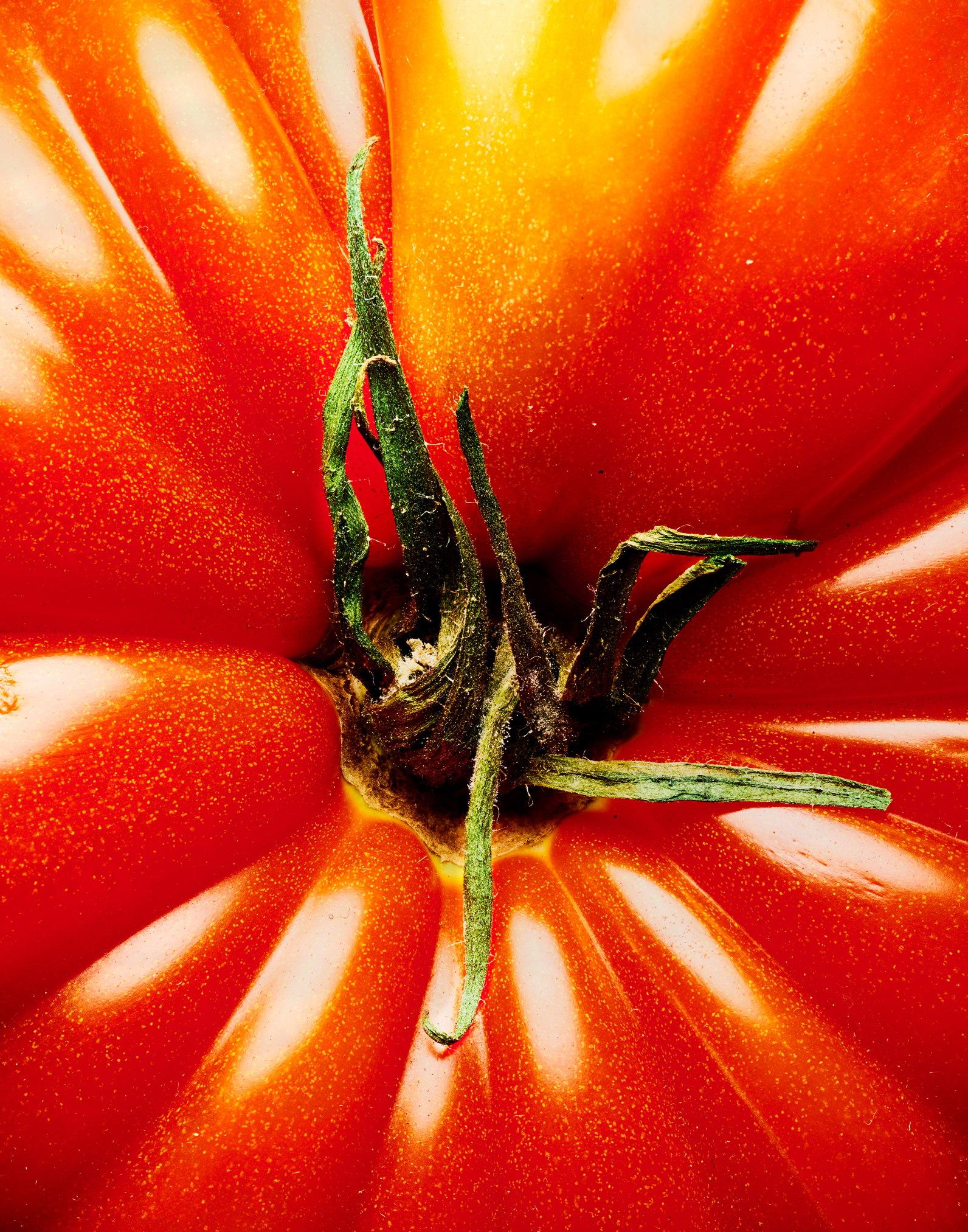170516-Cover-Tomato-1633-V1